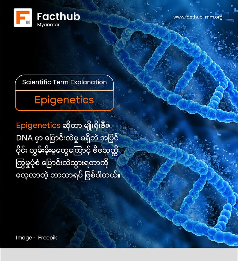 Epigenetics ဆိုတဲ့ စကားလုံးကို သိပါသလား. . .?