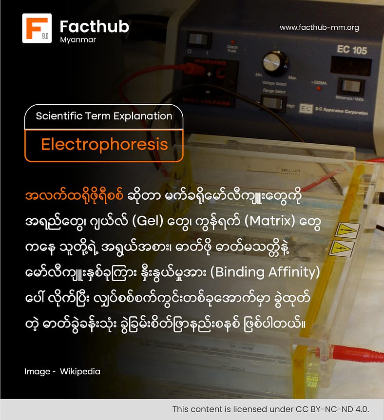 Electrophoresis ဆိုတဲ့ စကားလုံးကို သိပါသလား. . . ?