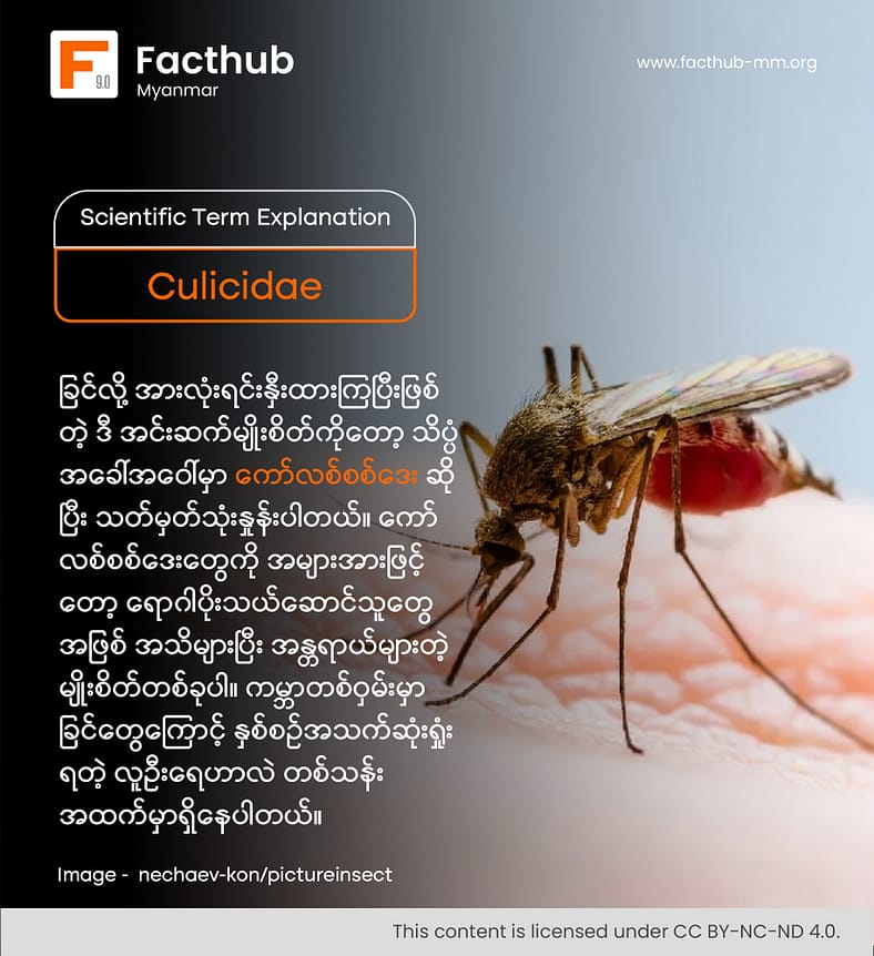 Culicidae ဆိုတဲ့ စကားလုံးကို သိပါသလား . . . ?