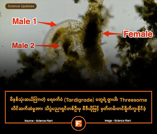 မိနစ်သုံးဆယ်ကြာတဲ့ ရေဝက်ဝံ (Tardigrade) တွေရဲ့ ရှားပါး Threesome လိင်ဆက်ဆံမှုအား သိပ္ပံပညာရှင်တစ်ဦးမှ ဗီဒီယိုဖြင့် မှတ်တမ်းတင်ရိုက်ကူးနိုင်ခဲ့